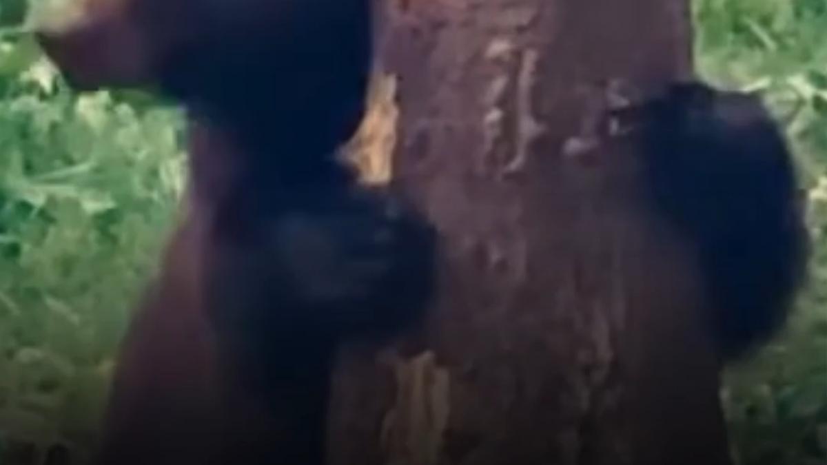 Baloo în Pădurea Broșteni: Ursul amuzant, filmat de Romsilva