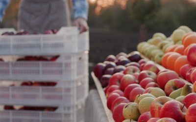 Prunele României, la 3,5 lei/kg: Le cultivăm, le importăm