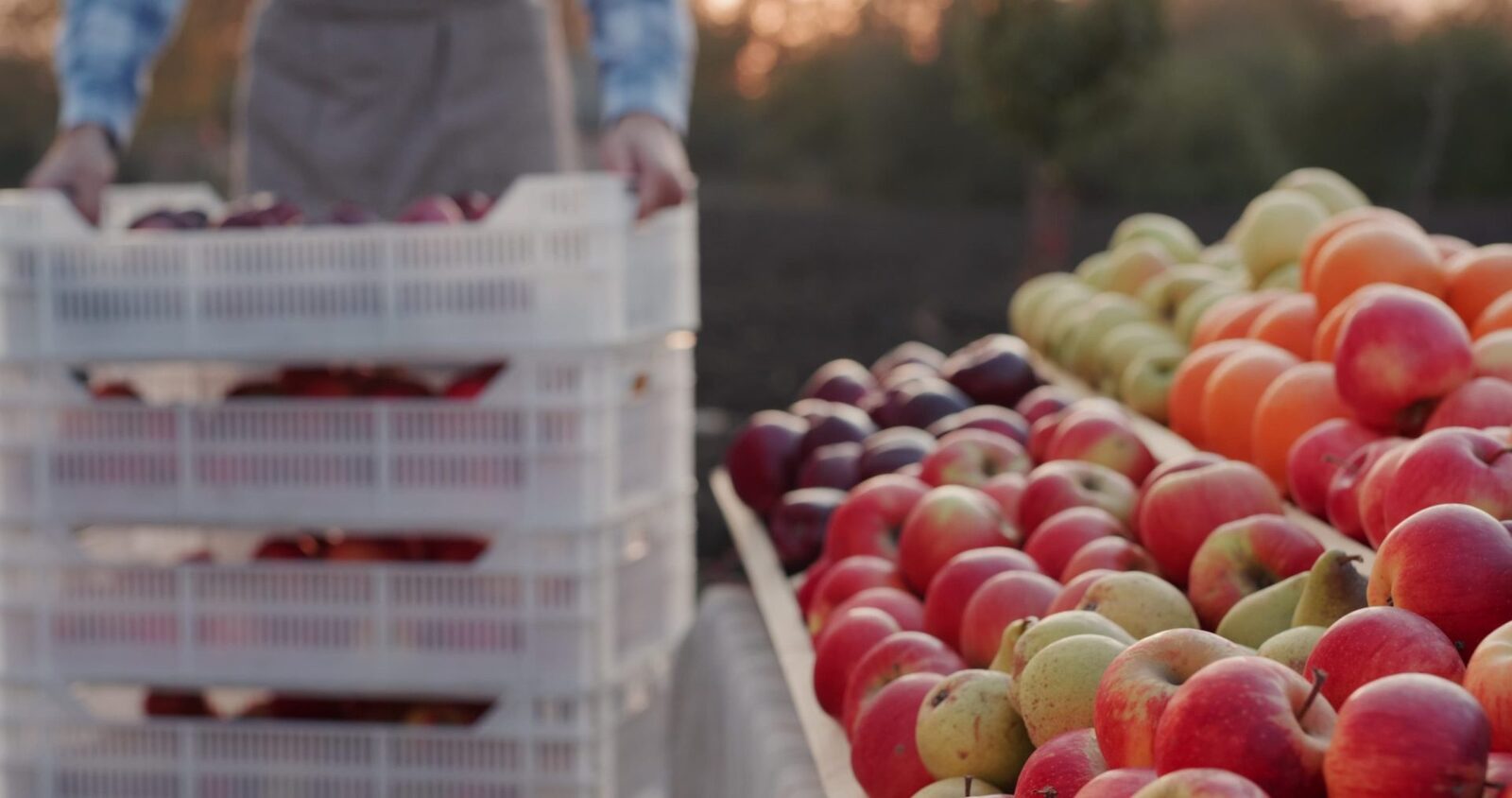 Prunele României, la 3,5 lei/kg: Le cultivăm, le importăm