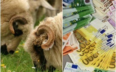 APIAR. 14,61 euro/oaie pentru furaje, bani la fermieri