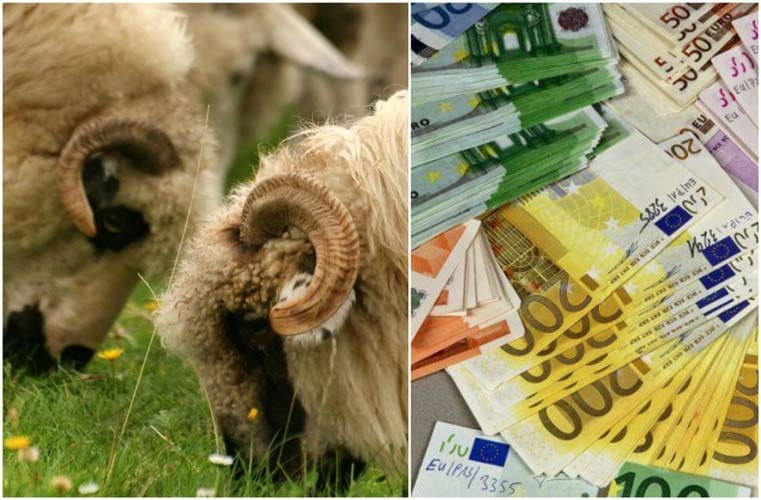 APIAR. 14,61 euro/oaie pentru furaje, bani la fermieri