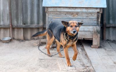 Cât de departe de gardul vecinului? Legea din România explică