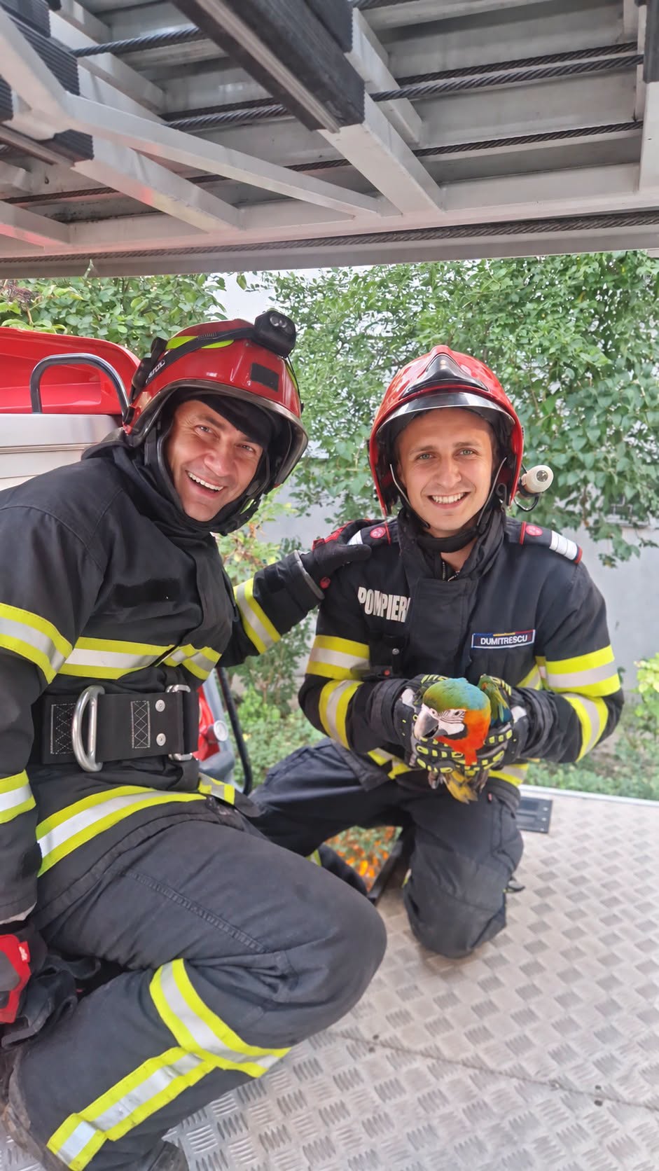 Pompierii din Tulcea salvează pui de papagal, apel 112