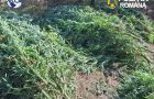 Cultură de canabis, 60 de plante, prins la Covasna