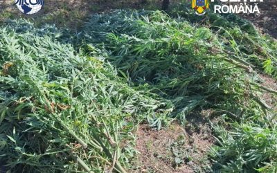 Cultură de canabis, 60 de plante, prins la Covasna