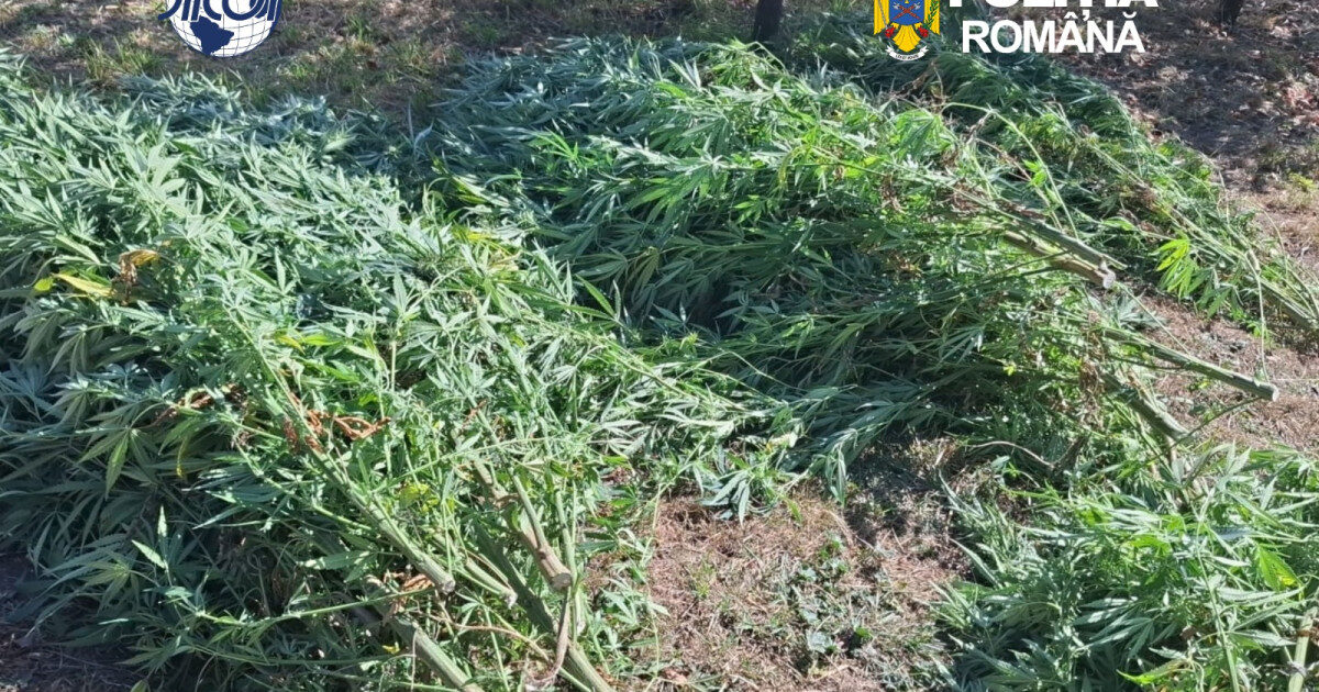 Cultură de canabis, 60 de plante, prins la Covasna
